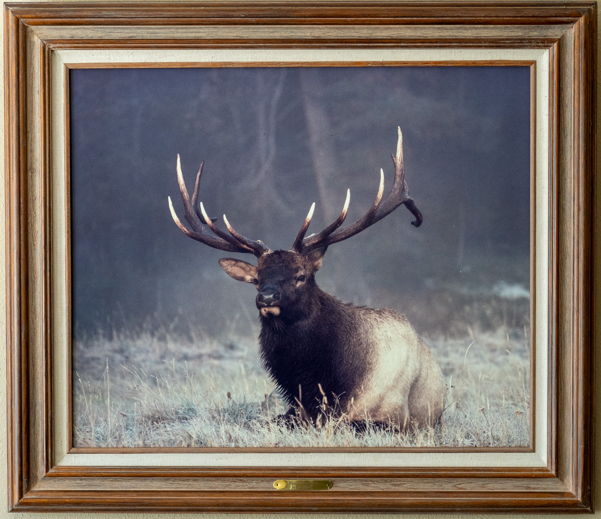 Elk Print