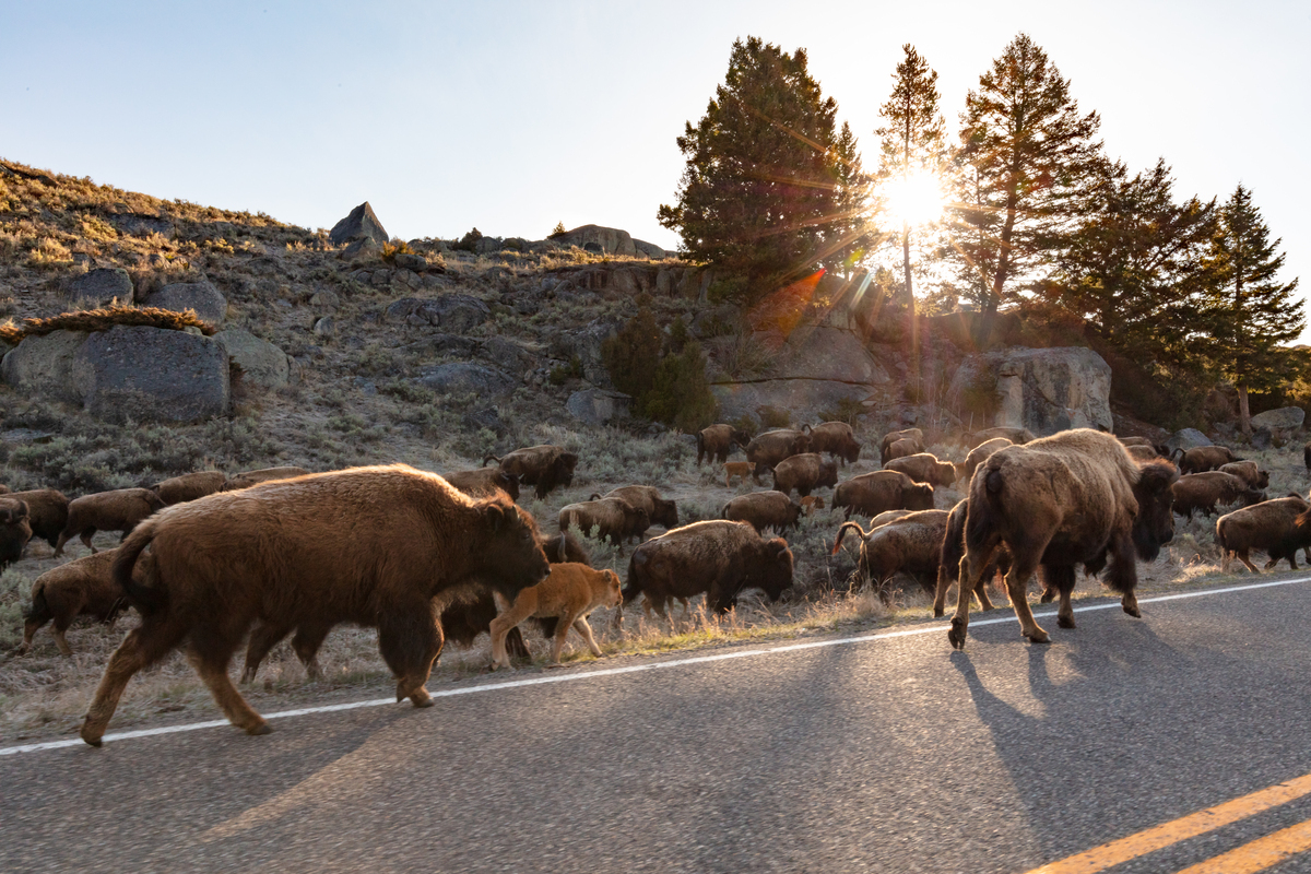 A group of bison walks along the road towards Lamar Valley, Yellowstone