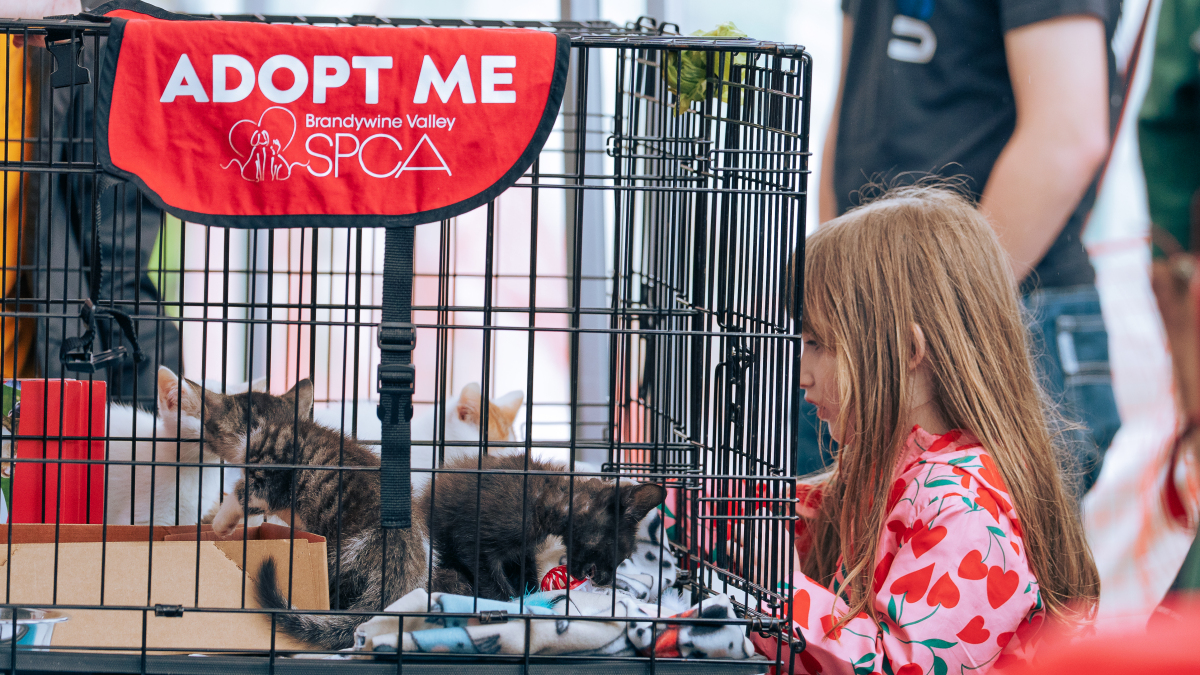 Don't Forget the Kitties!