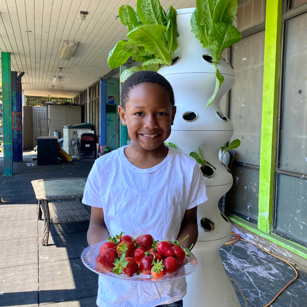 Strawberries From our Garden