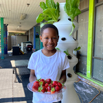 Strawberries From our Garden