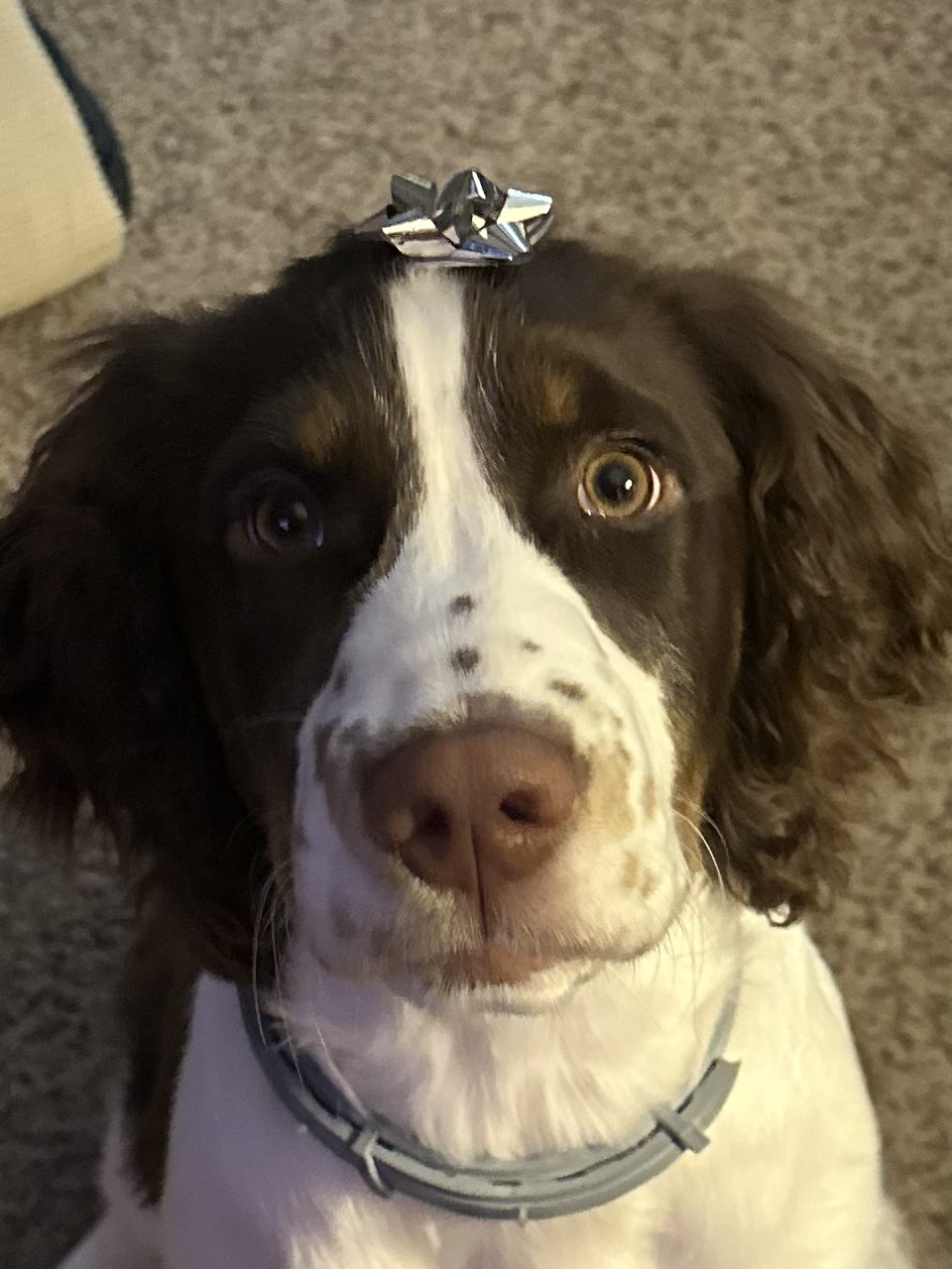 Oliver’s first Christmas