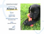 Change of career Alissa, the first canine companion puppy named by the Trucco family.
