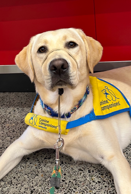 Amigo Coffee Creek Puppy 2022