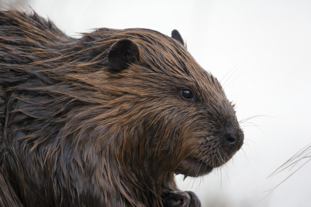Beaver Traits
