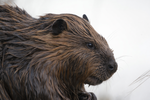 Beaver Traits