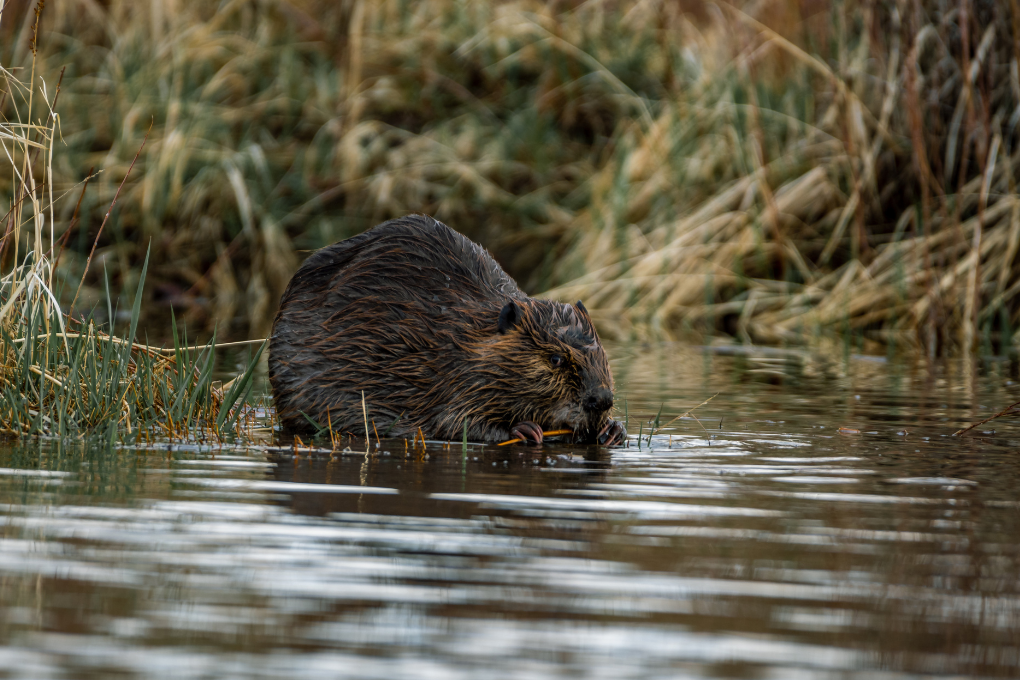 Beaver: The Keystone Species 