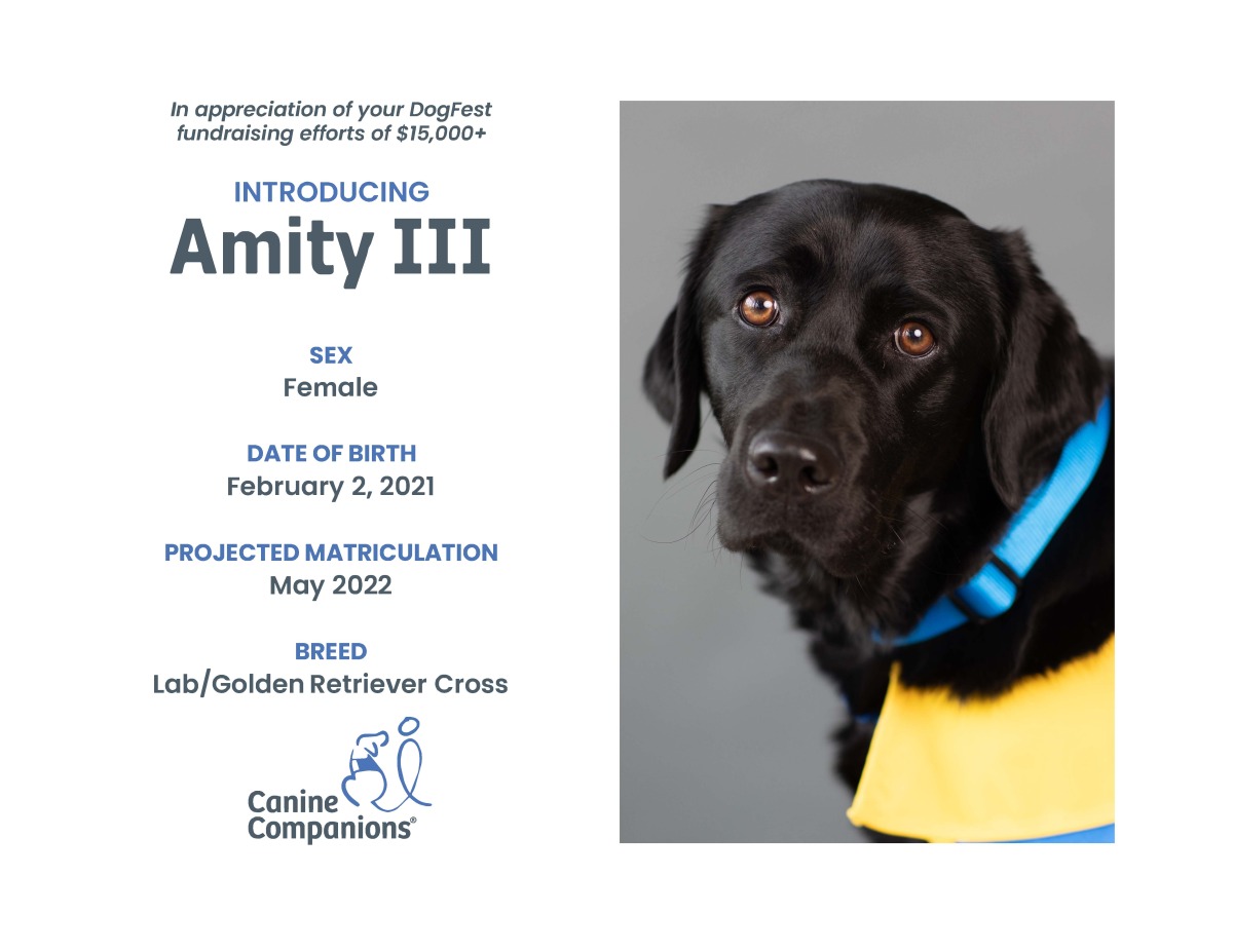 Service dog Amity, named in honor of Alissa