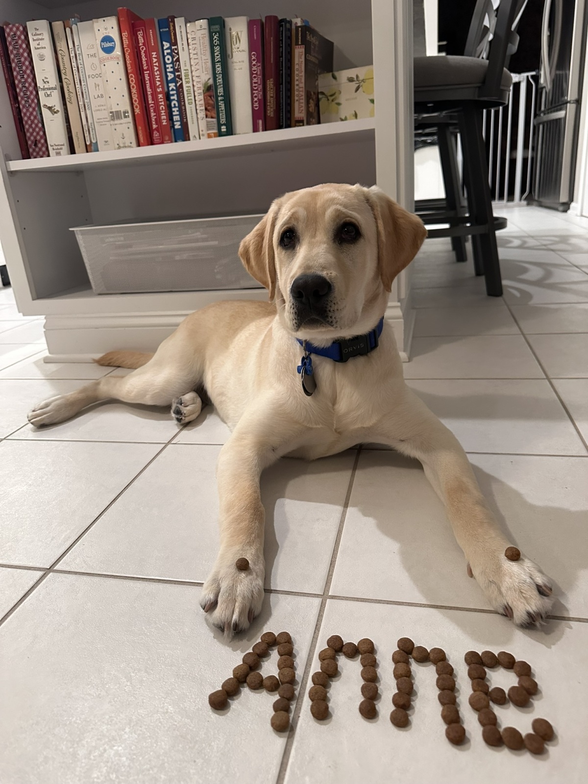 Anne learns self-control with the kibble challenge.