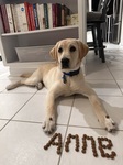 Anne learns self-control with the kibble challenge.