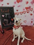 WOOF you be my Valentine?
