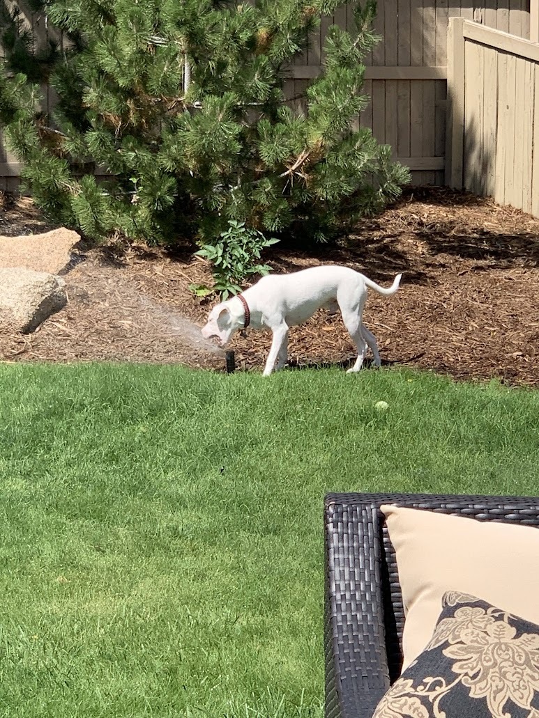 Sprinkler? For Me??
