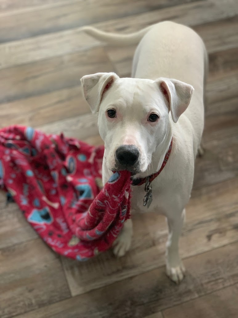 ESB (Emotional Support Blanket)