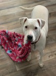 ESB (Emotional Support Blanket)