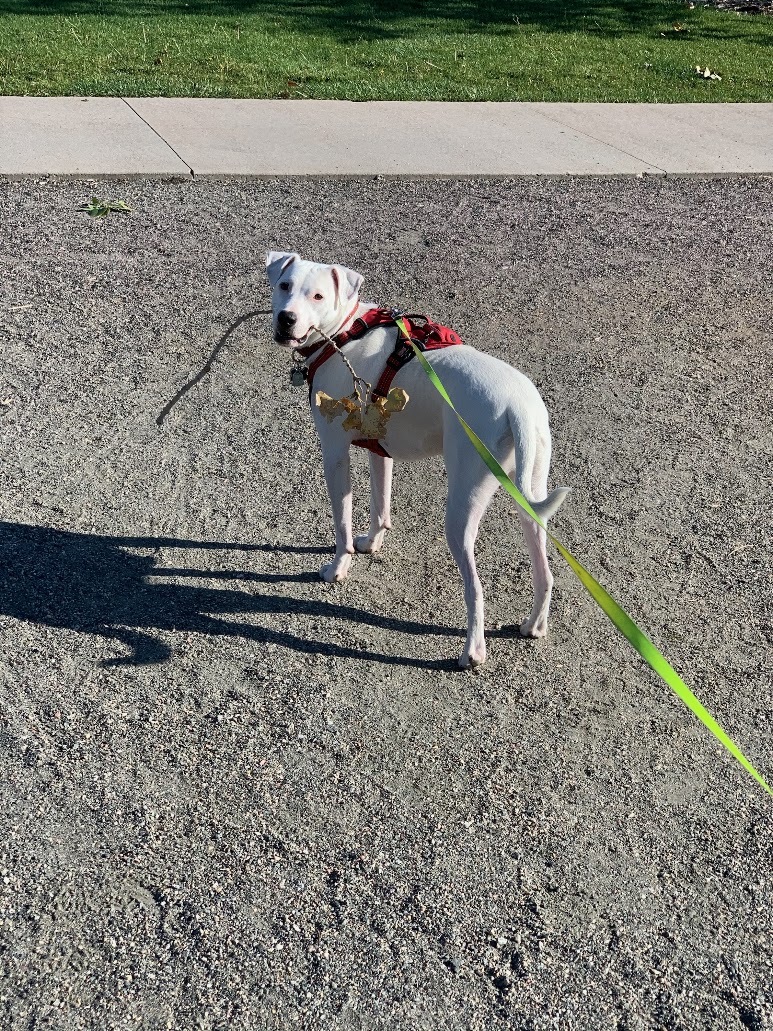 Stick