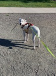 Stick