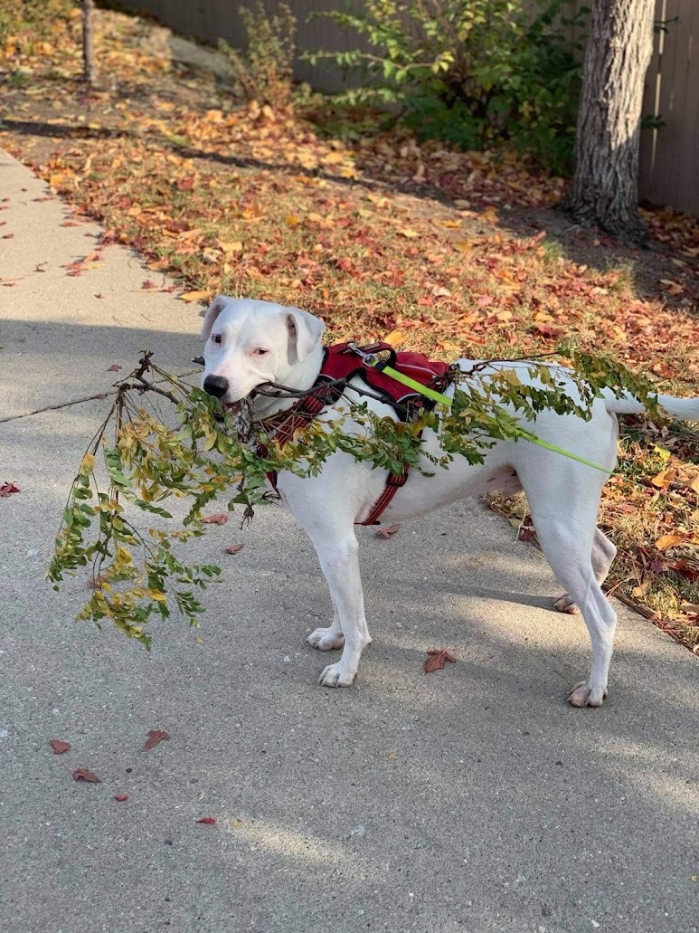 Stick