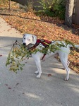 Stick