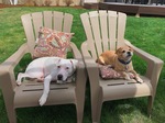 Patio Pups.