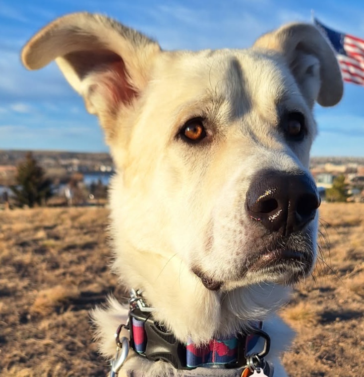 Arlo, Mobility & CRPS SDiT