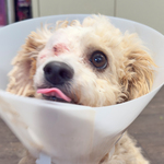 Cannoli the Pirate Poodle