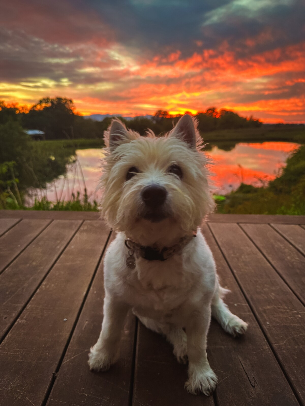 Sophie at Sunset