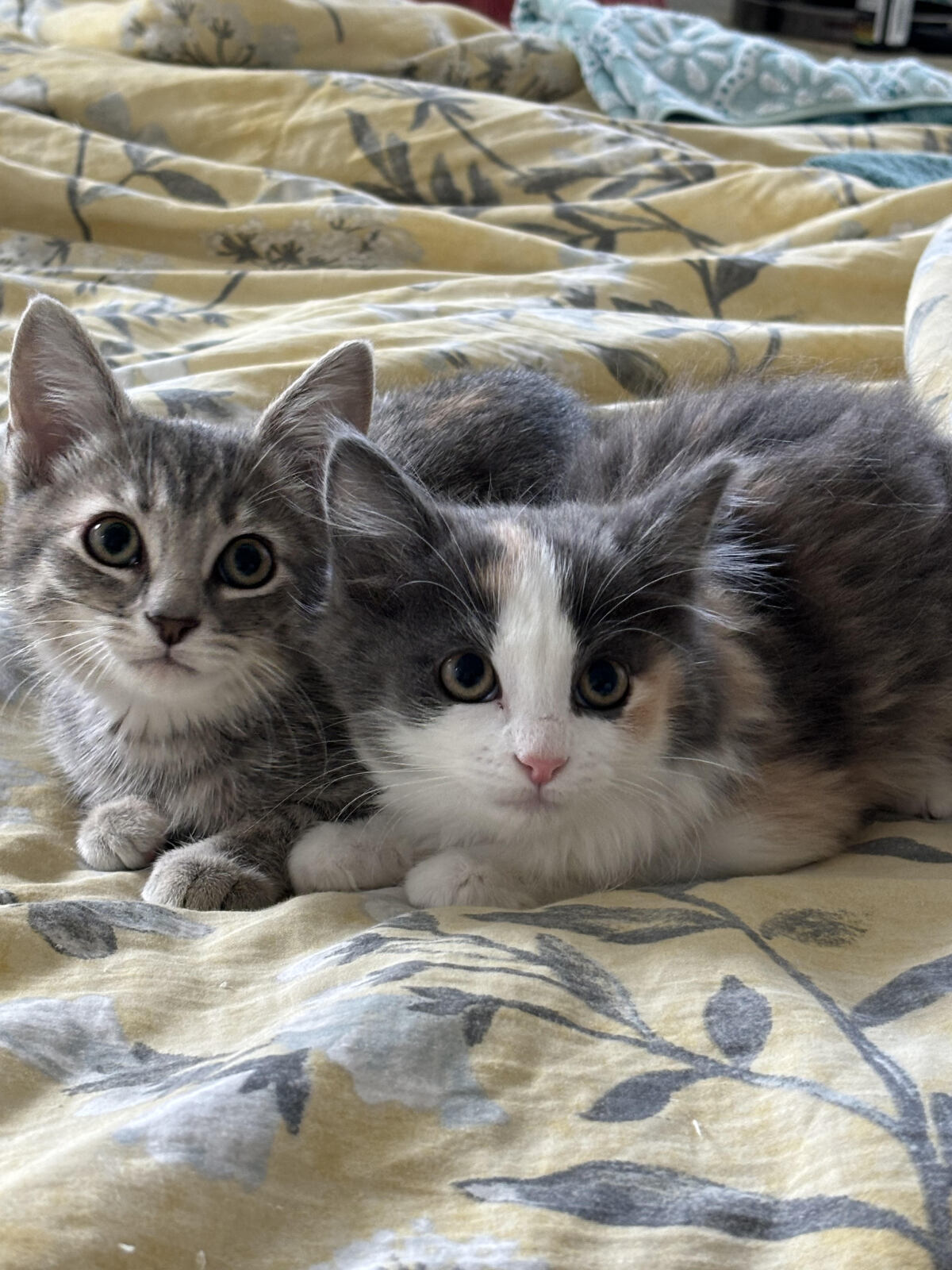 Kitten Campers!