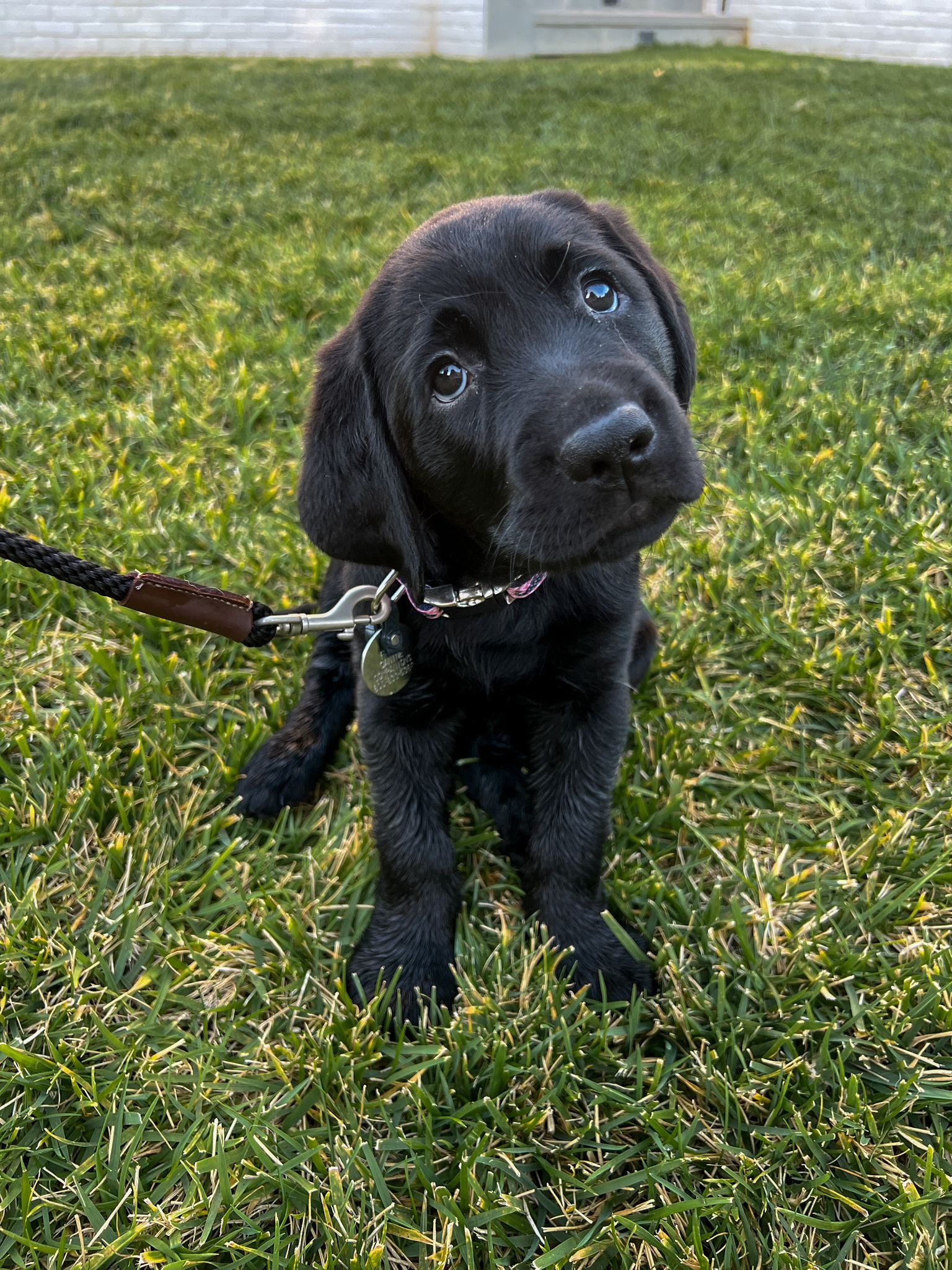 Splash learning to sit calmly and ever so cutely ?