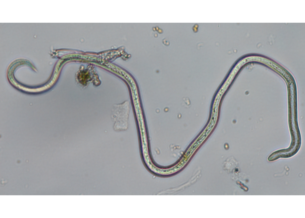 Litylenchus crenatae subsp. mccannii.