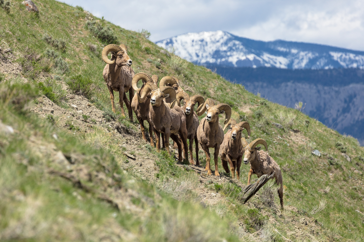 Bighorn sheep rams on Mount Everts, Yellowstone