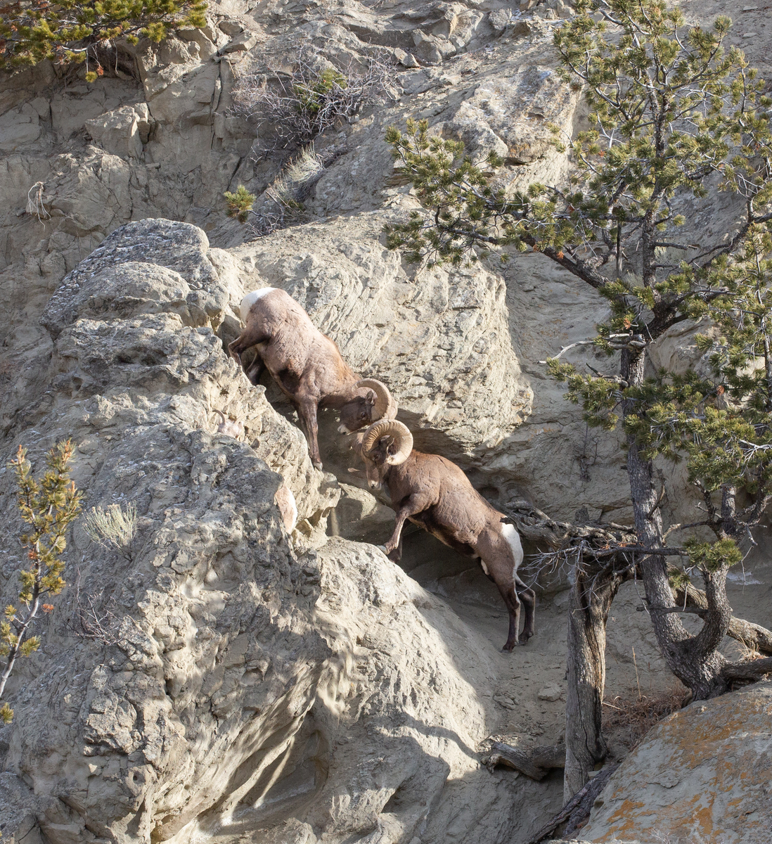 Bighorn sheep rams facing off on Mount Everts, Yellowstone