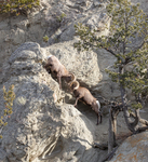 Bighorn sheep rams facing off on Mount Everts, Yellowstone