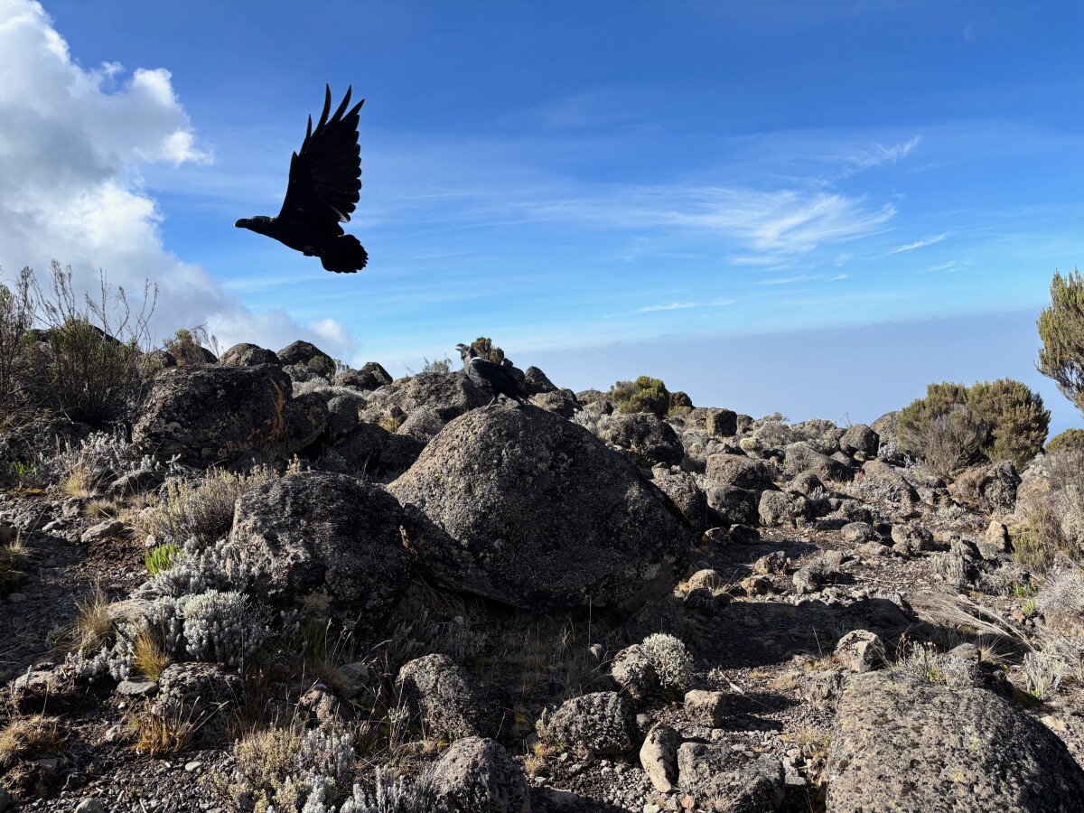 2/12/26: Day 3 (Lava Tower, elevation 15,000 feet)
