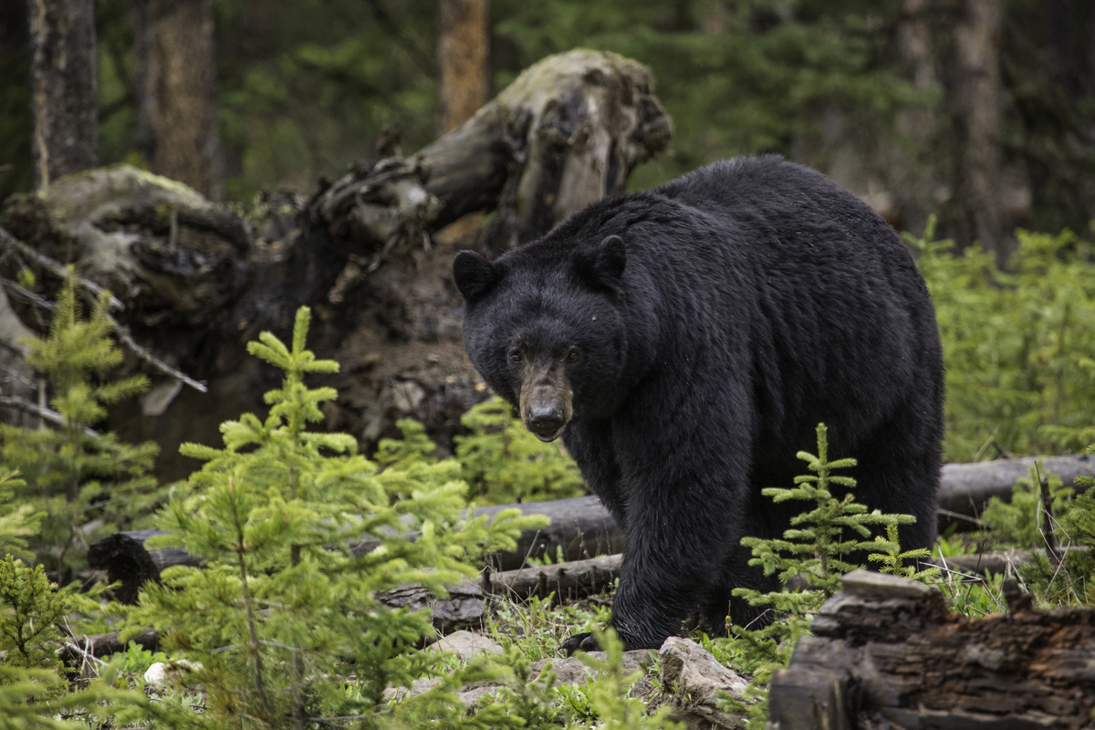 Black bear near the Northeast Entrance of Yellowstone