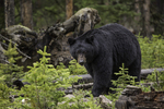 Black bear near the Northeast Entrance of Yellowstone