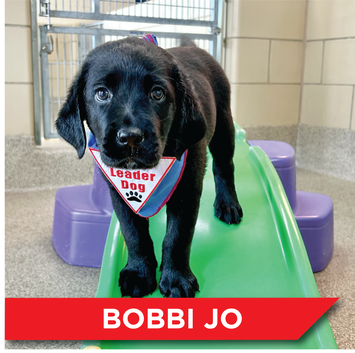 Candidate 3 - Bobbi Jo