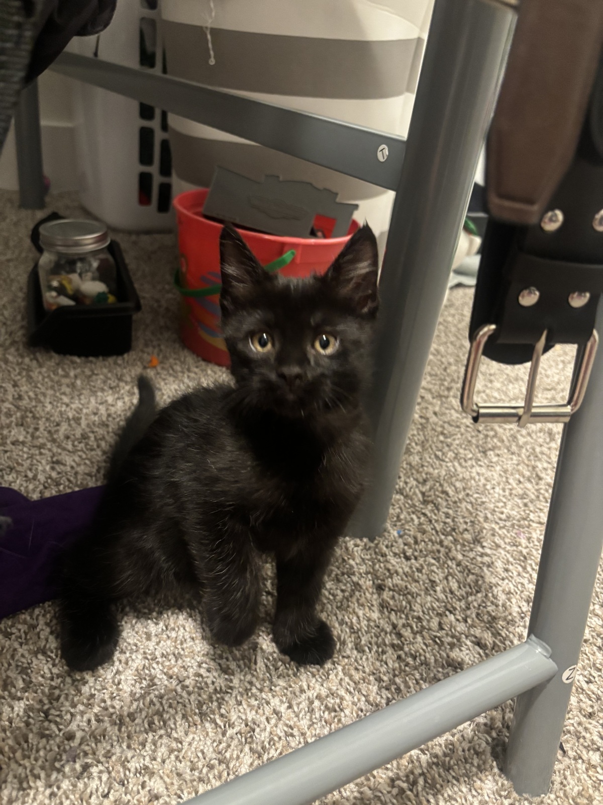 Pizza Guy - one of our recent fosters!