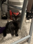 Pizza Guy - one of our recent fosters!