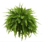 Boston Fern Hanging Basket