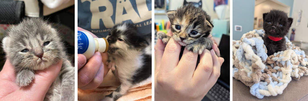Bottle Babies.png
