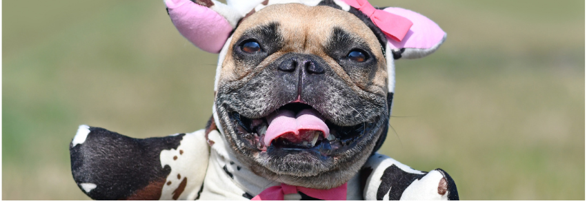 Walk for Animals 2026