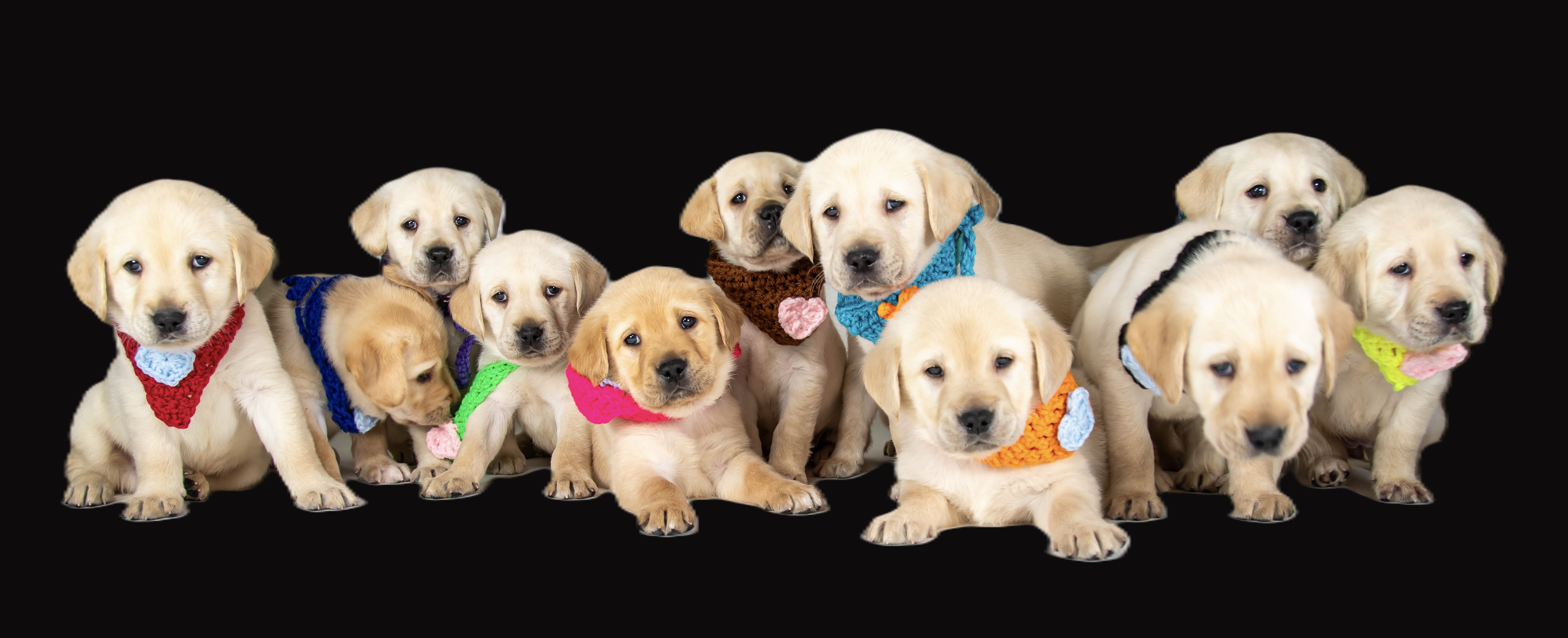 Michelle Kelsey & Sue Guzman in honor of Brenda's "J" Litter, Currently in Professional Training