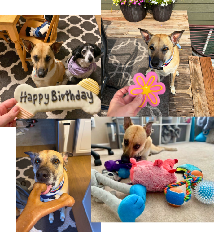 Likes: Cookies, treats & toys