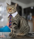 Mr. Buddington, the Estranged