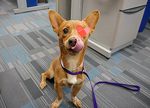 Buddy had a severe eye defect and multiple bite wounds on his body. He needed an enucleation surgery to remove his eye and medication to heal and be free from pain.