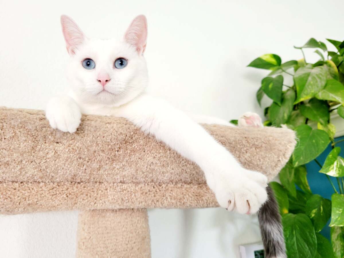 Counselor Buddy Thunderstruck!