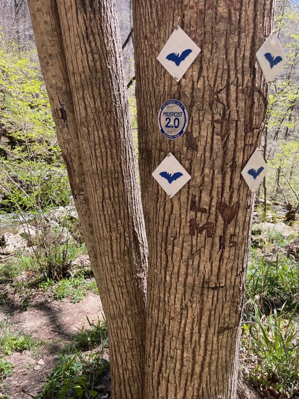 Head of the Crow - Buggy top cave trail 2.05 each way