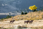 Bull elk with a harem at Mammoth Hot Springs, Yellowstone