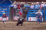 Bullriding at the Cody Nite Rodeo