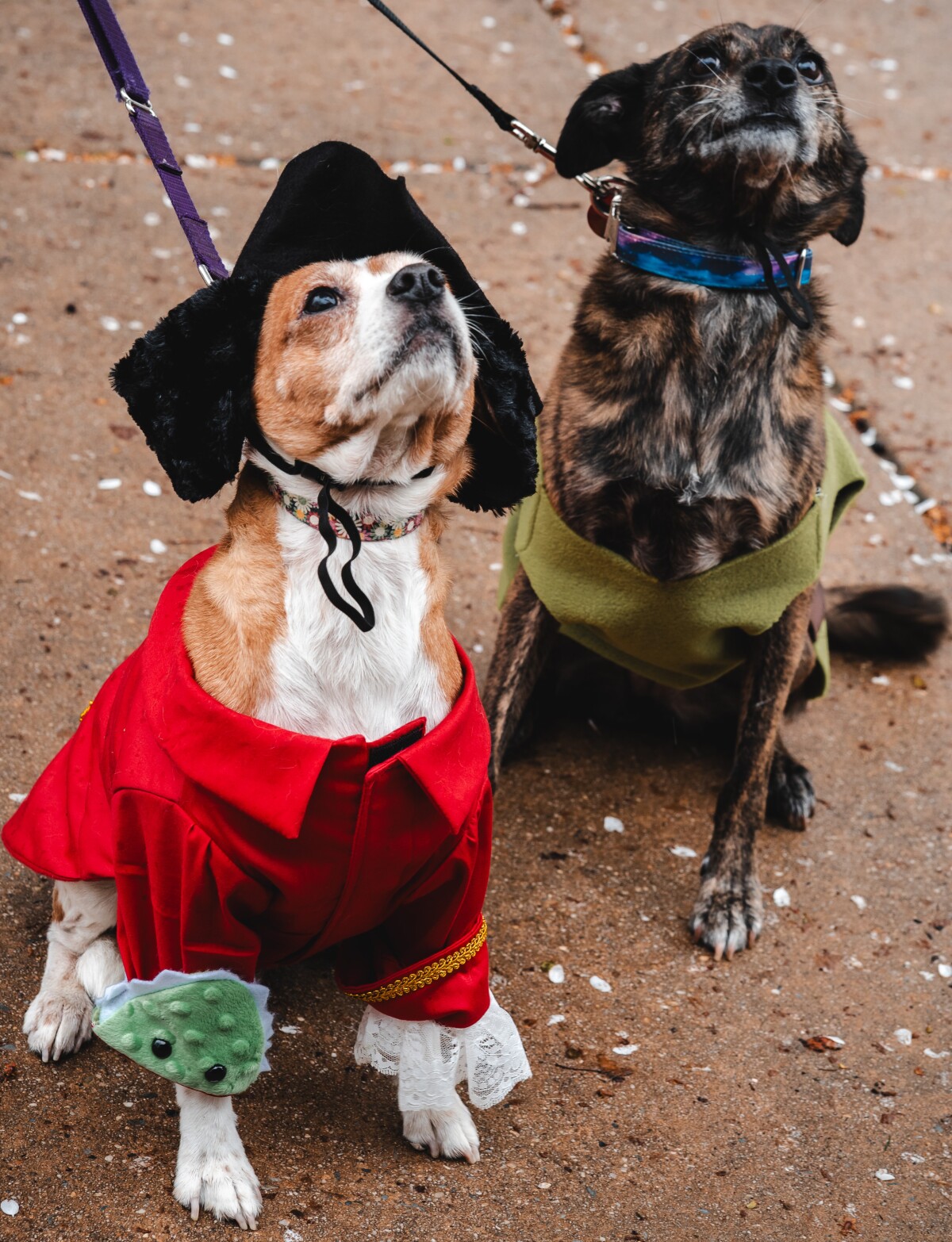 Pet Costume Contest